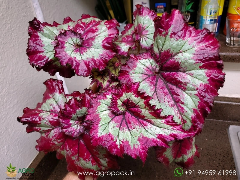 Begonia-Raspberry-Torte2