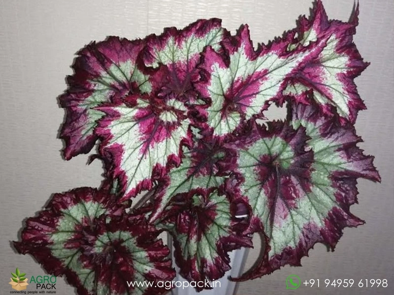 Begonia-Raspberry-Torte3