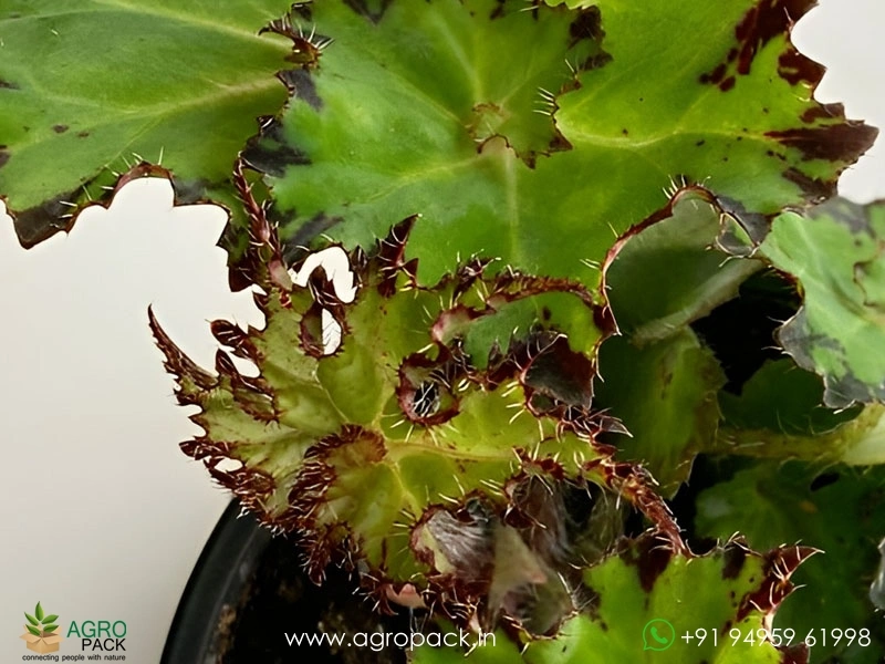 Begonia-Sea-Urchin1
