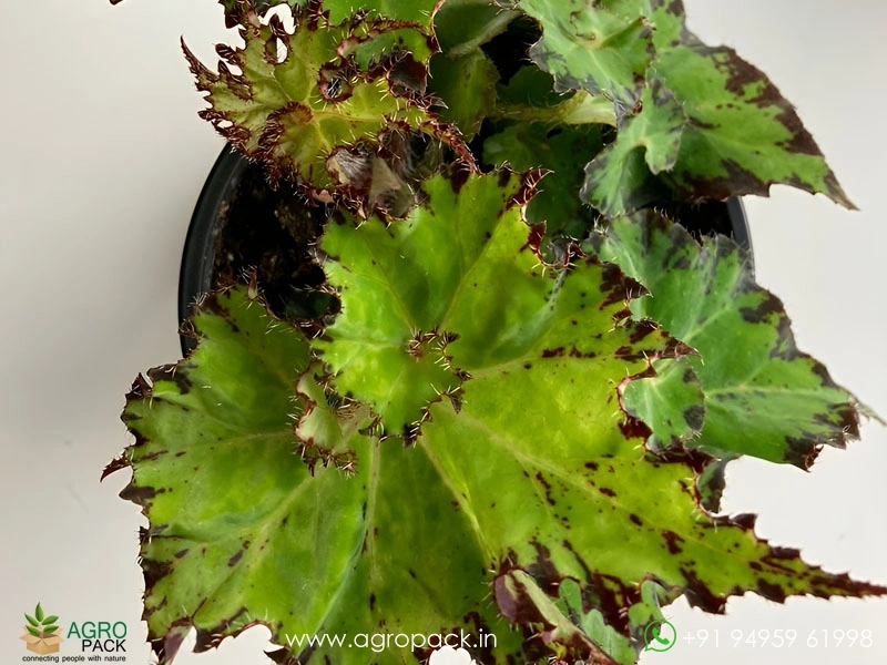Begonia-Sea-Urchin3