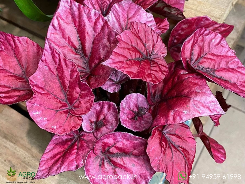 Beleaf-Begonia1