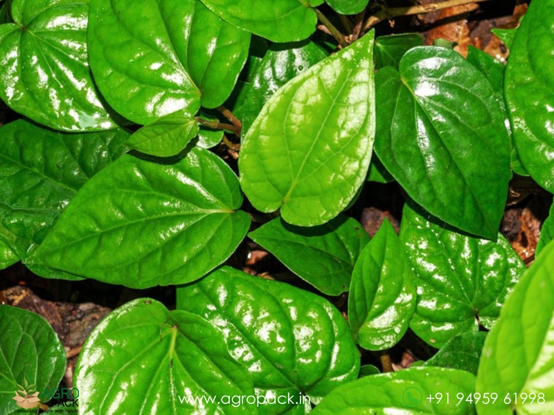 Betel-Leaf2