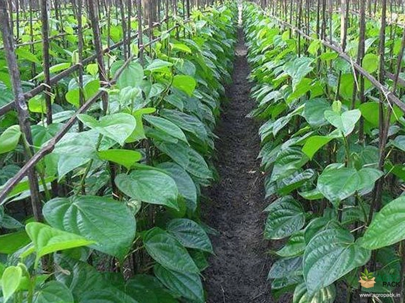 Betel1