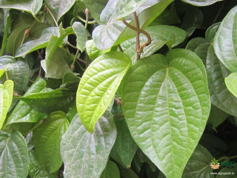 Betel2