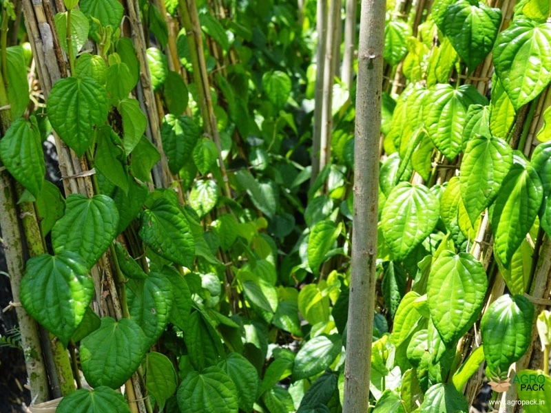 Betel3