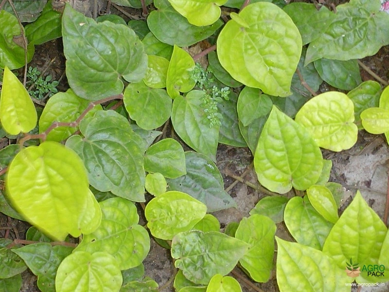 Betel4