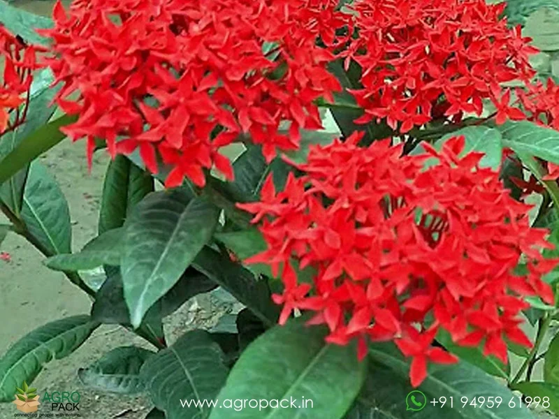 Bhadrakali-Thetti-ixora-Coccinea2