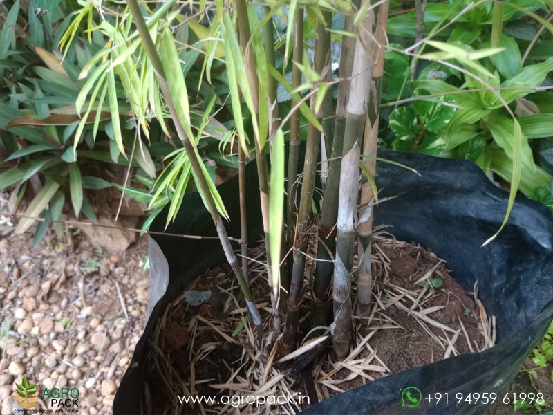 Big-Painting-Bamboo3