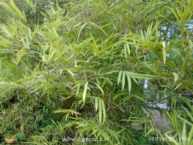 Big-Painting-Bamboo4