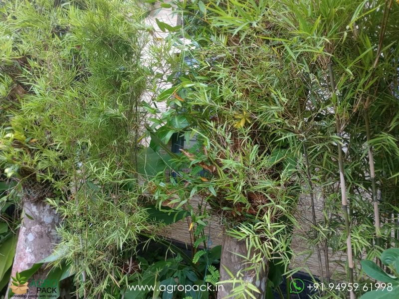 Big-Painting-Bamboo5