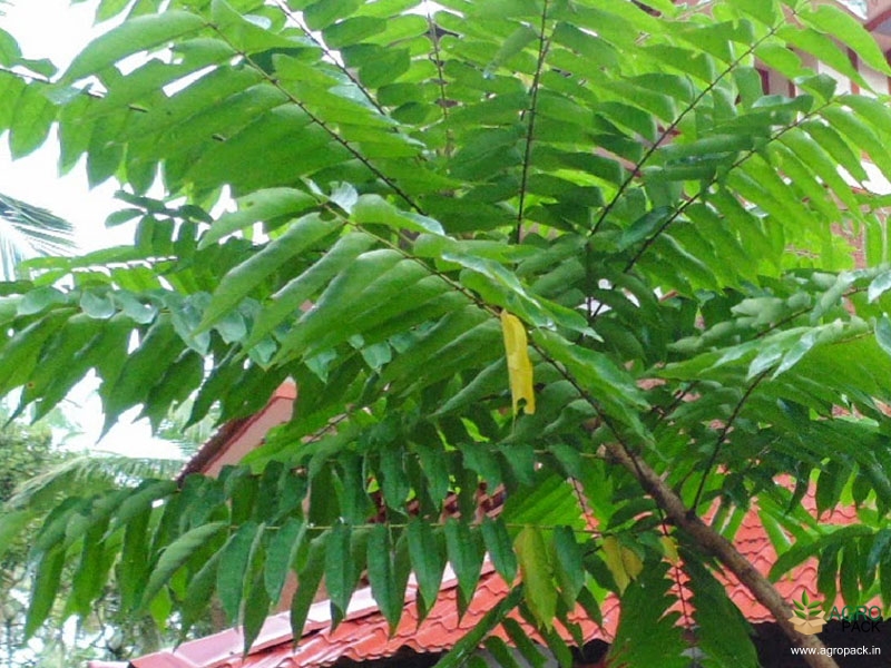 Bilimbi2