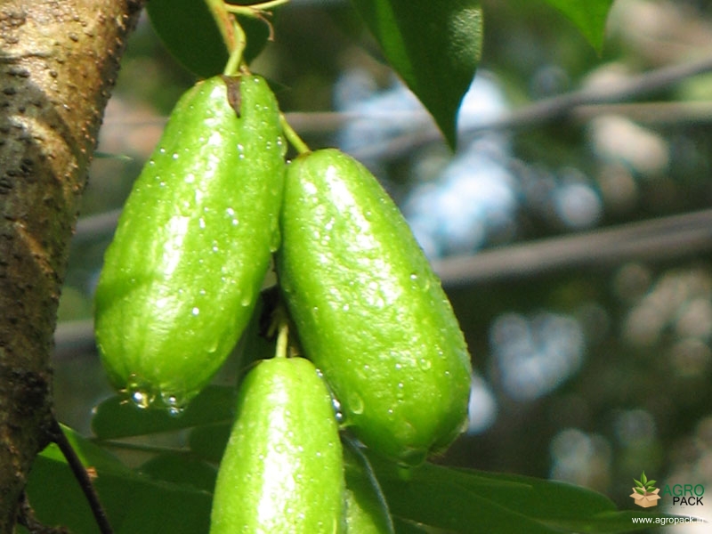 Bilimbi3
