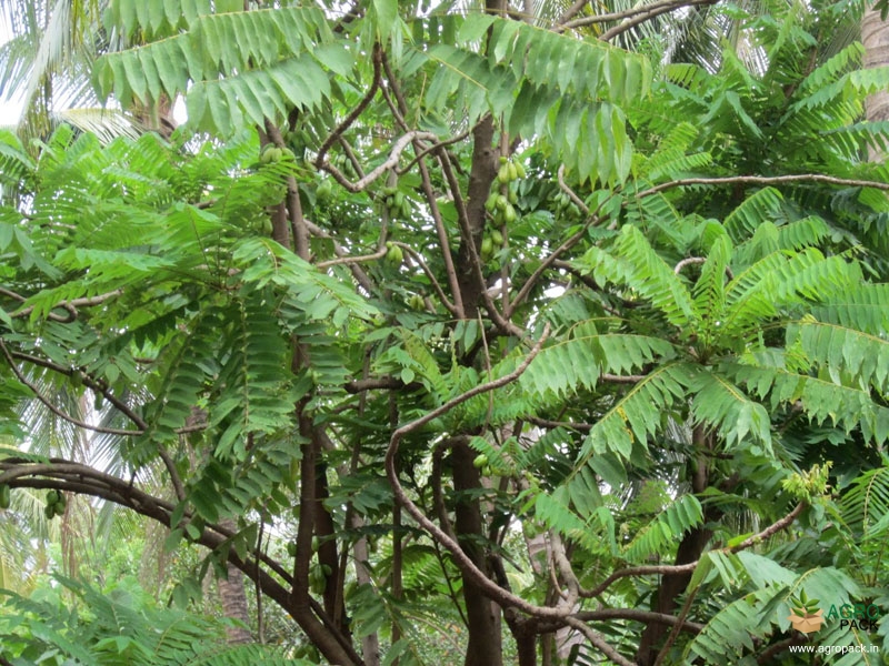 Bilimbi4