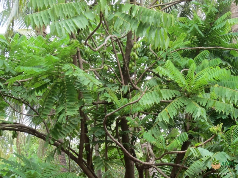 Bilimbi4