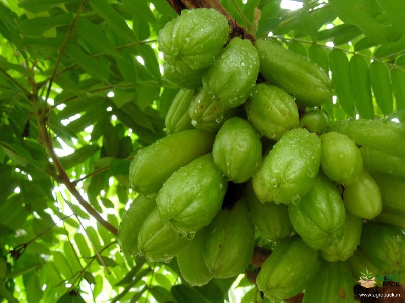 Bilimbi5