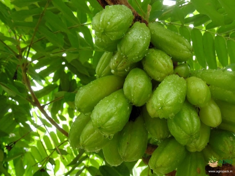Bilimbi5
