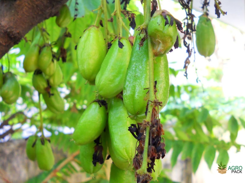 Bilimbi6