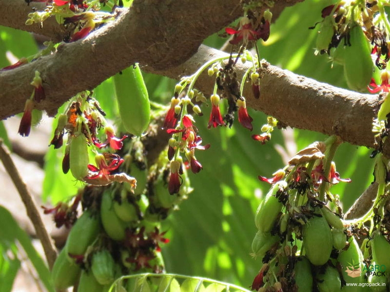 Bilimbi7