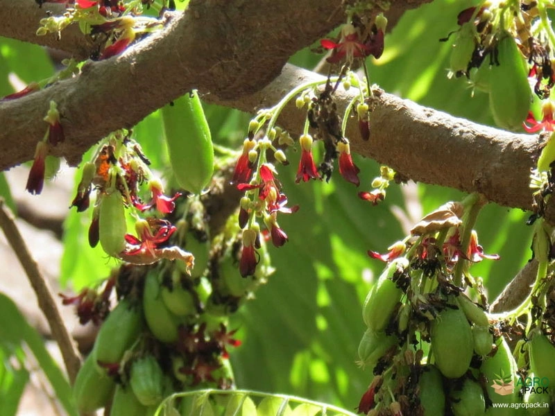Bilimbi7