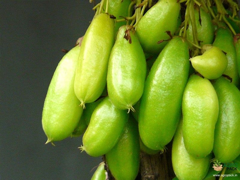 Bilimbi8