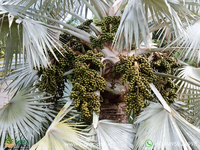 Bismarckia-Palm2