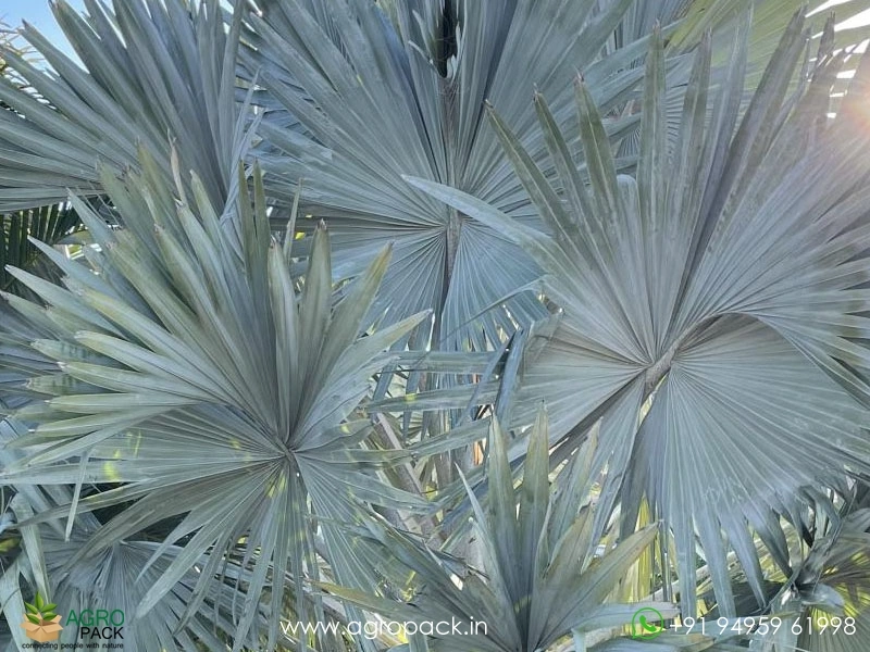 Bismarckia-Palm4