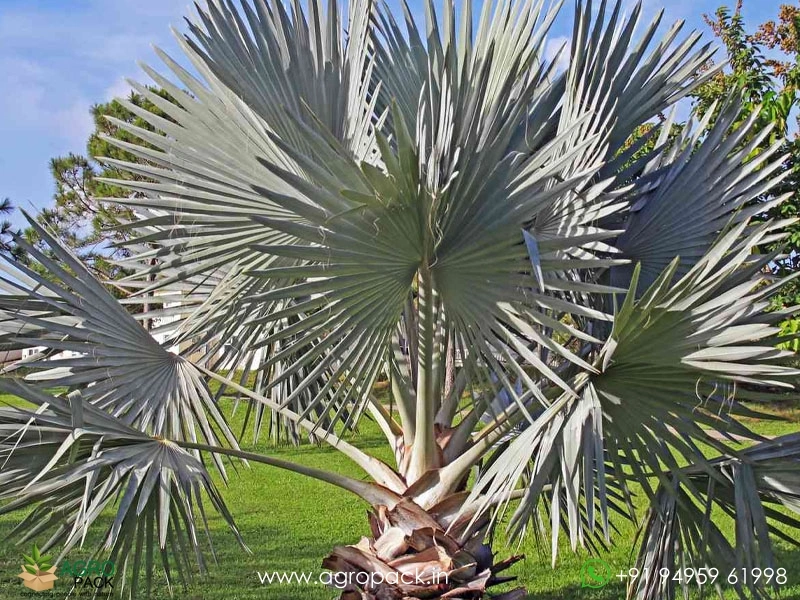 Bismarckia-Palm5