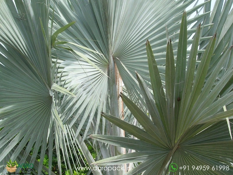 Bismarckia-Palm6