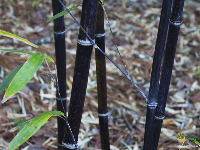 Black-Bamboo3