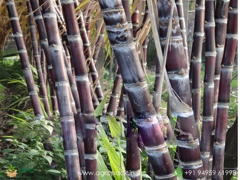 Black-Sugarcane1