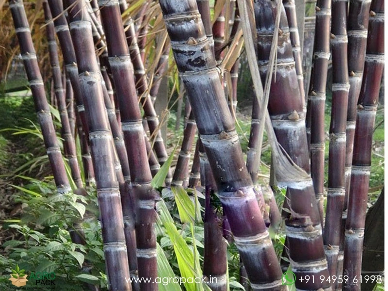 Black-Sugarcane1
