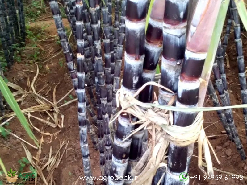 Black-Sugarcane2