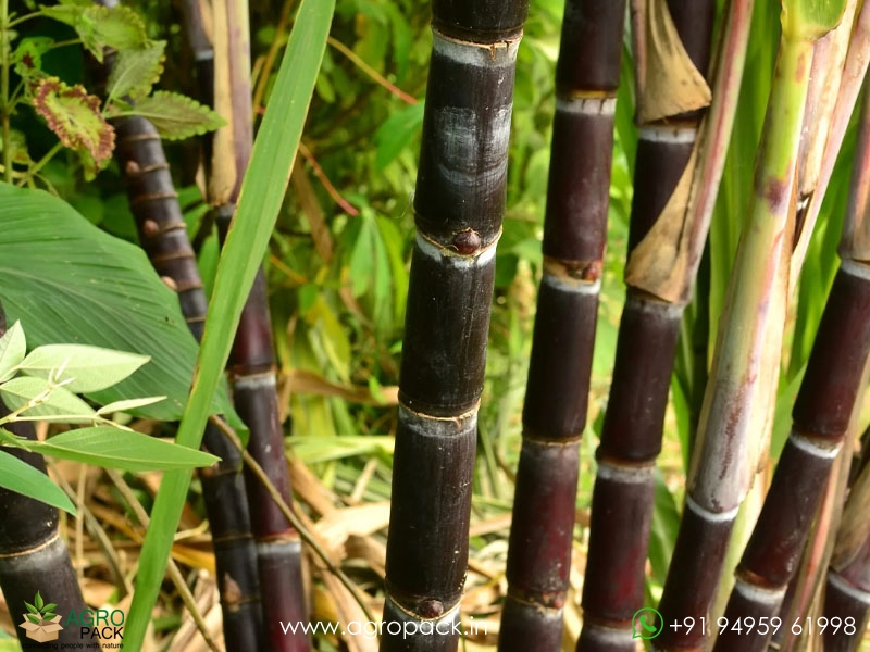 Black-Sugarcane3