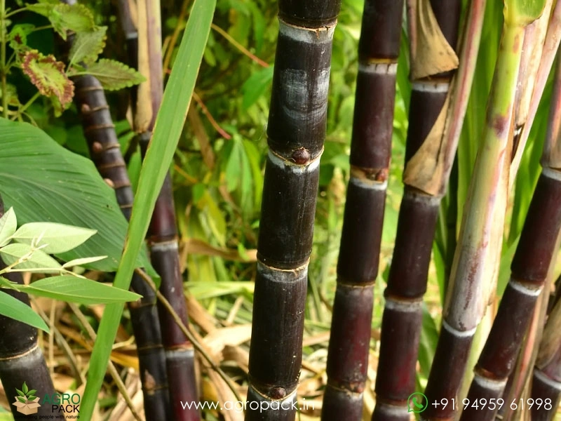 Black-Sugarcane3