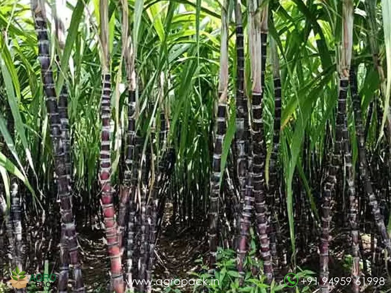 Black-Sugarcane4