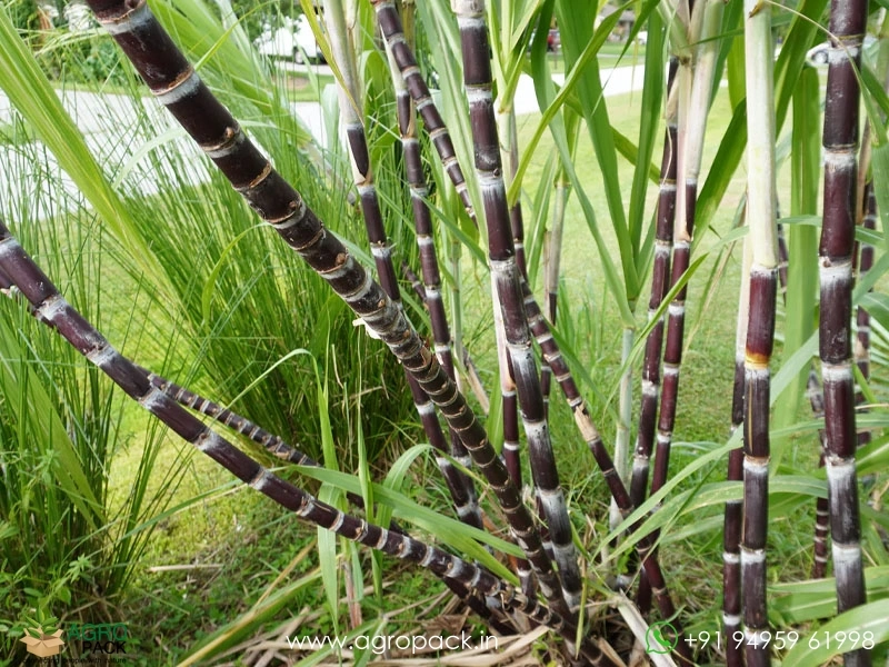 Black-Sugarcane5