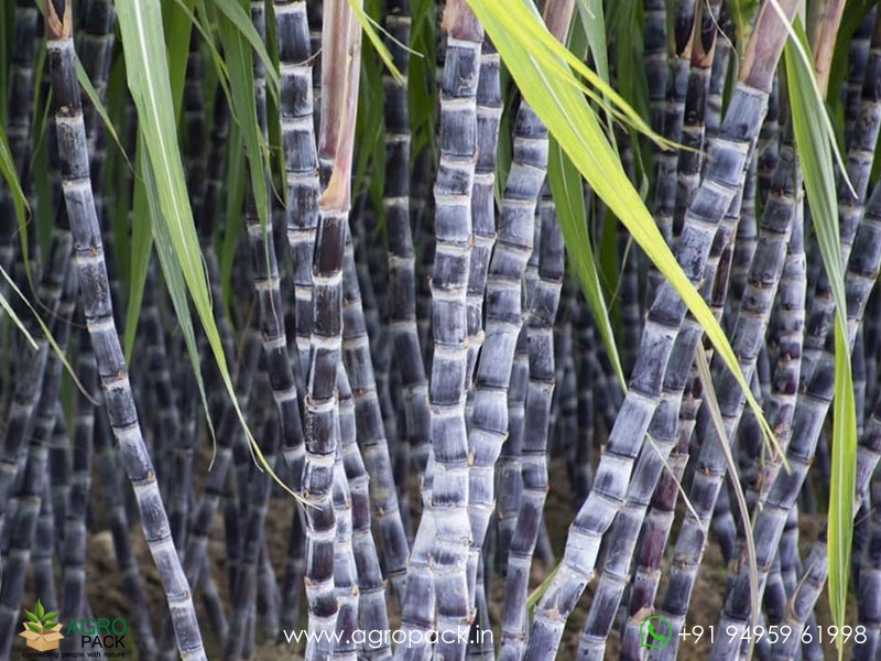 Black-Sugarcane6