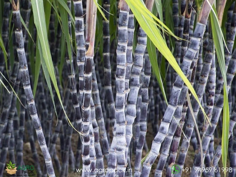Black-Sugarcane6