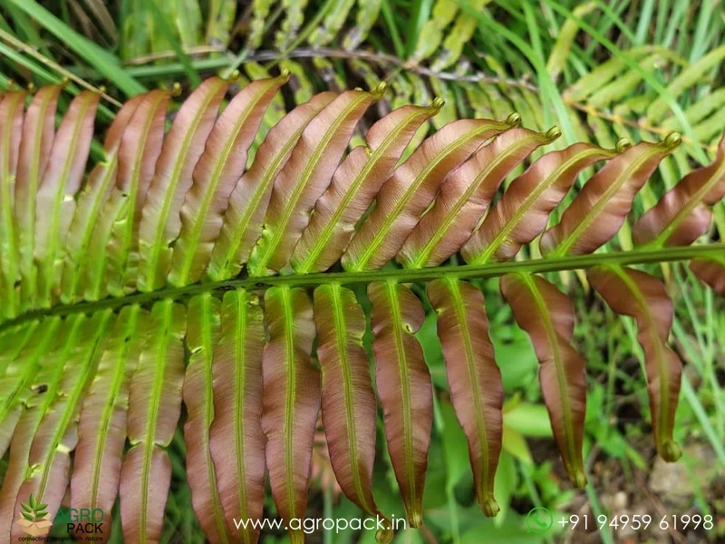 Blechnum-orientale-fern4