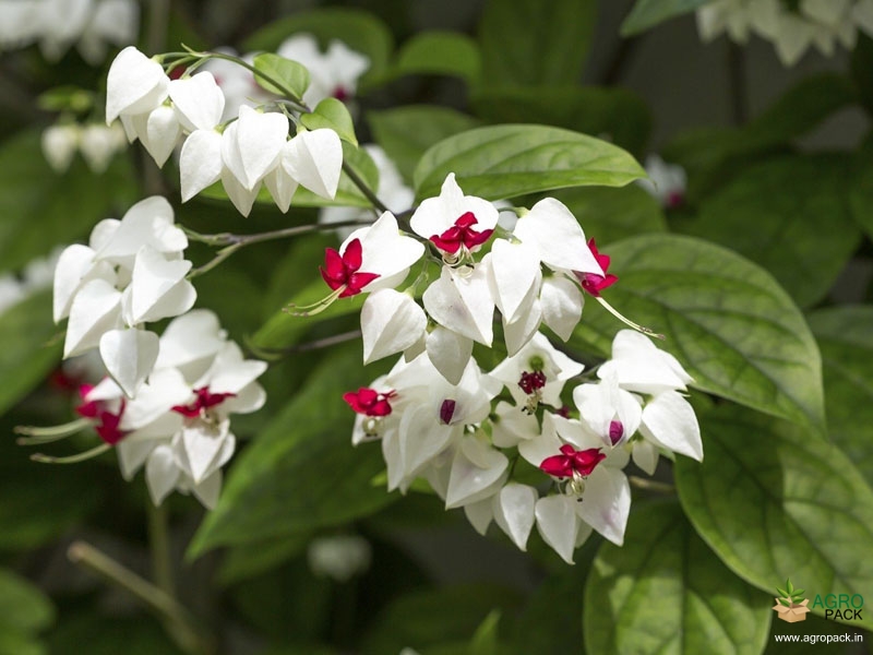 Bleeding-Heart-Vine1