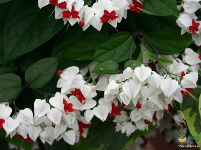 Bleeding-Heart-Vine2