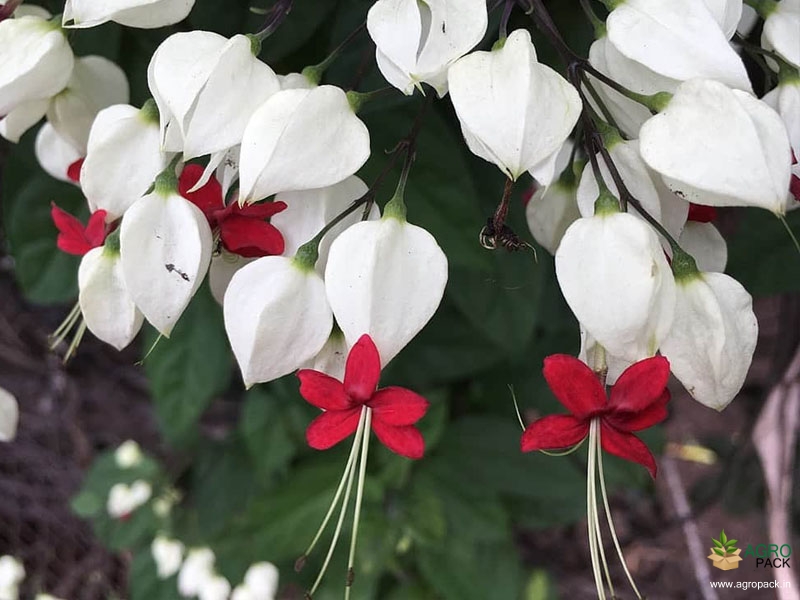 Bleeding-Heart-Vine3
