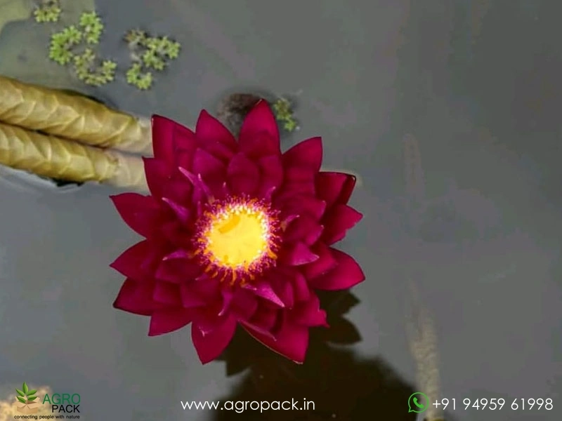 Blood-Red-Waterlily1