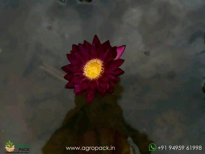 Blood-Red-Waterlily2