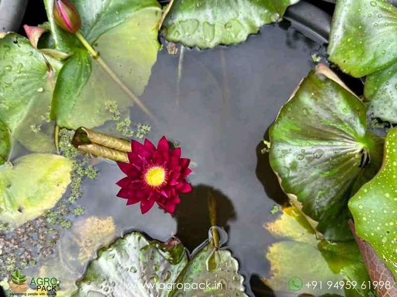 Blood-Red-Waterlily3