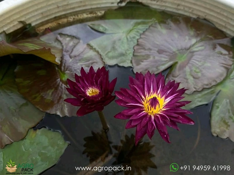 Blood-Red-Waterlily4
