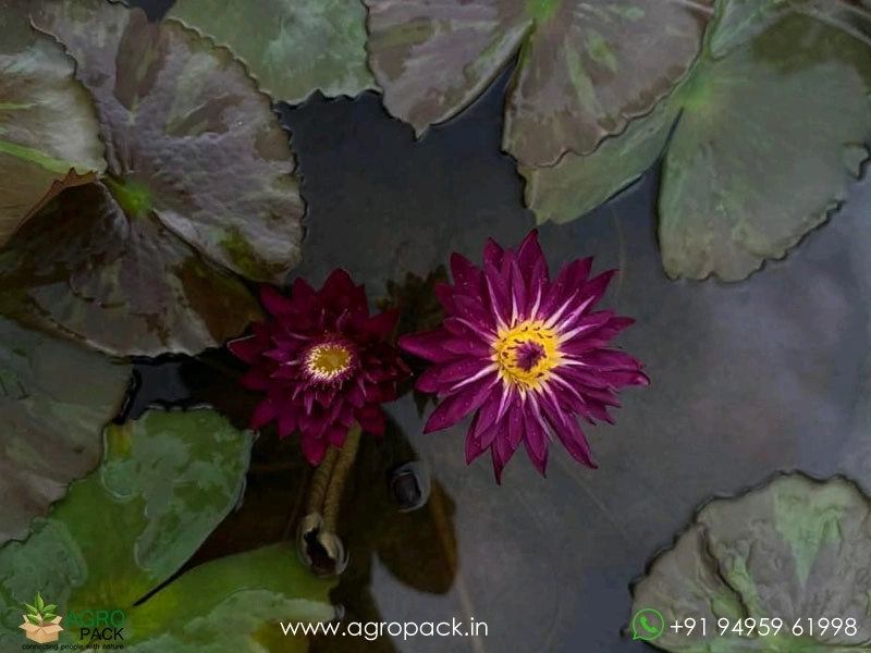 Blood-Red-Waterlily5