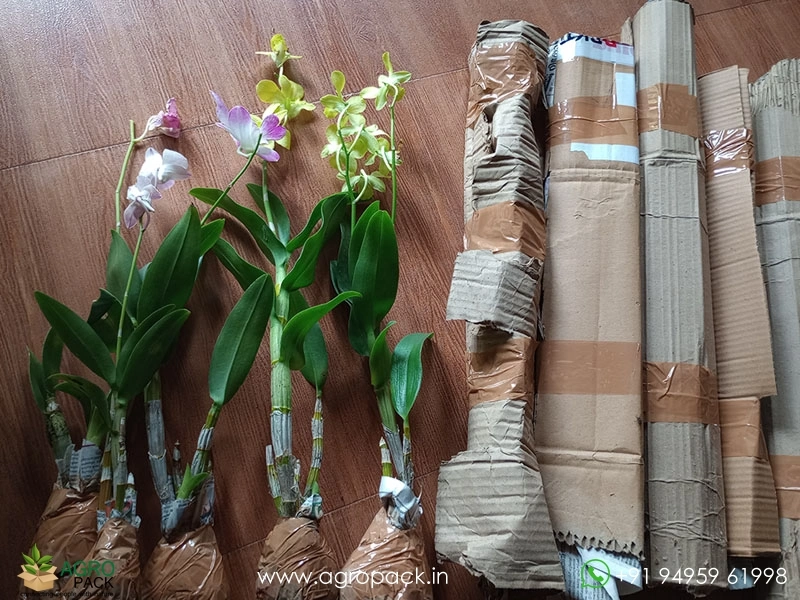 Blooming-Dendrobium-Orchids2