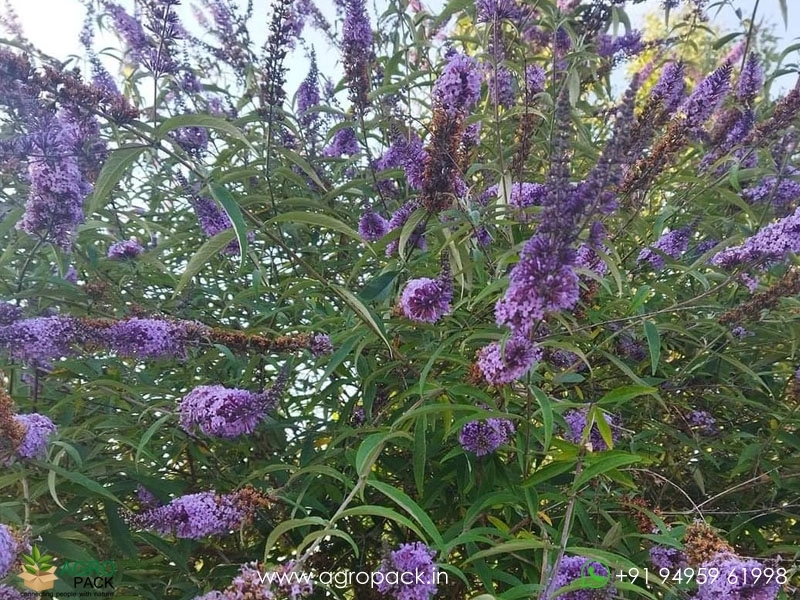 Blue-Knight-Butterfly-Bush1