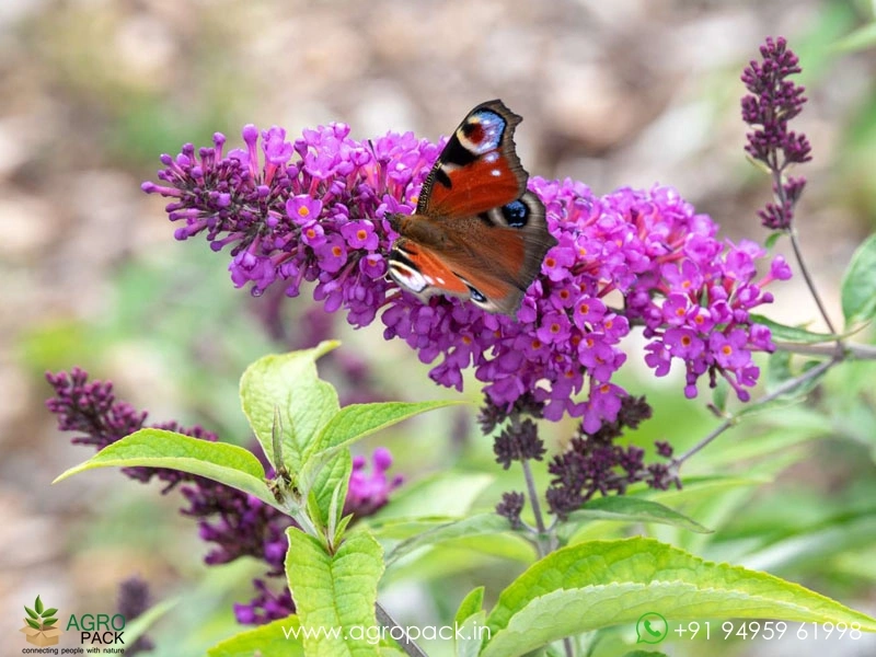 Blue-Knight-Butterfly-Bush2